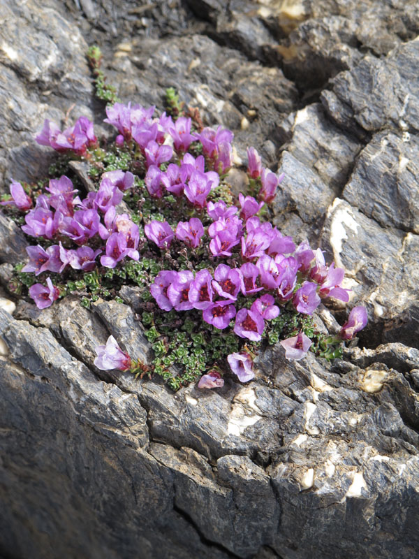 Piz Blaisun 2012_072