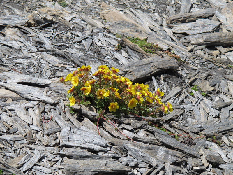 Piz Blaisun 2012_074