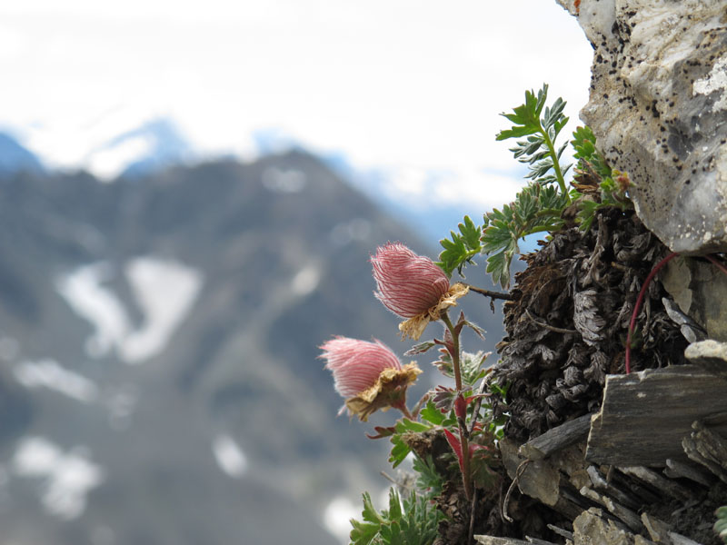 Piz Blaisun 2012_105