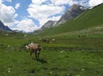 PizBlaisun_13_95
