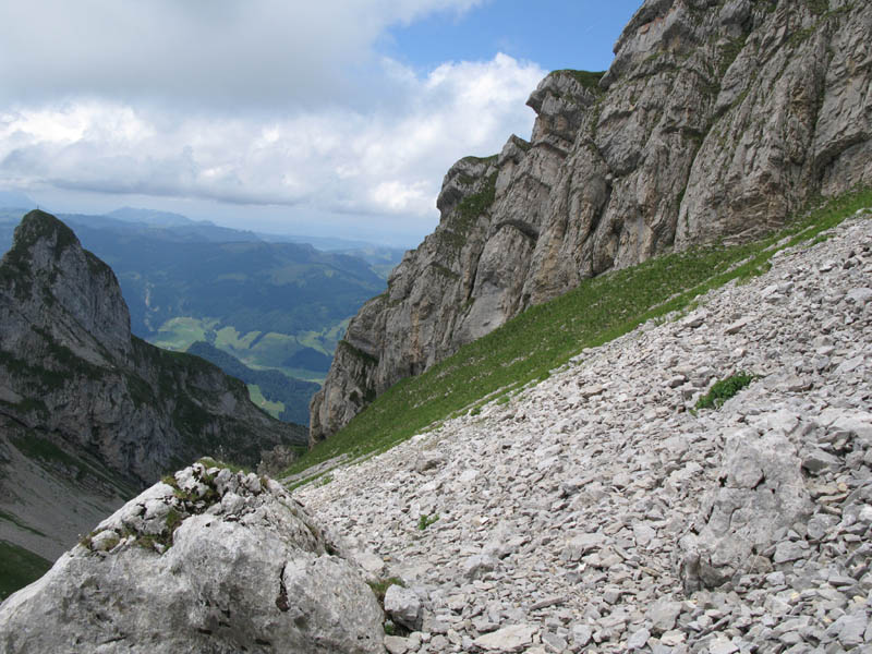 Fluebrig_50