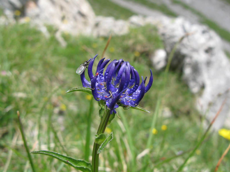 Fluebrig_59