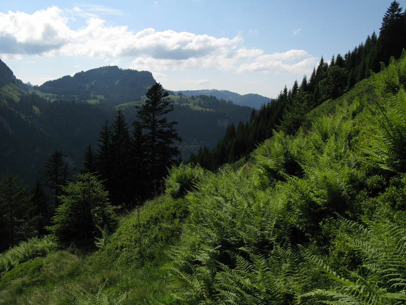 Fluebrig_74