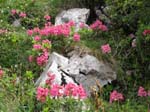 Fluebrig_65