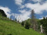 Fluebrig_73