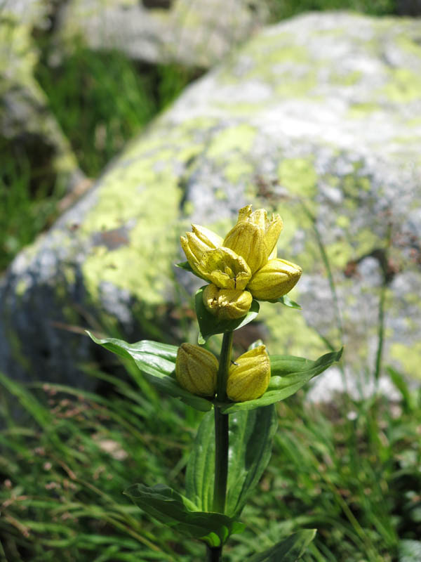 FlueelaWisshorn_13_78