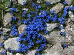 FlueelaWisshorn_13_58