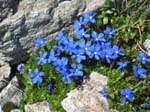 FlueelaWisshorn_13_60