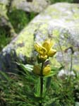 FlueelaWisshorn_13_78