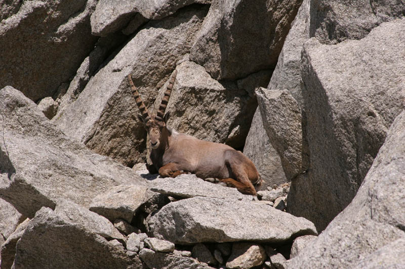 Furkahorn06 _062