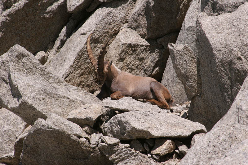 Furkahorn06 _063