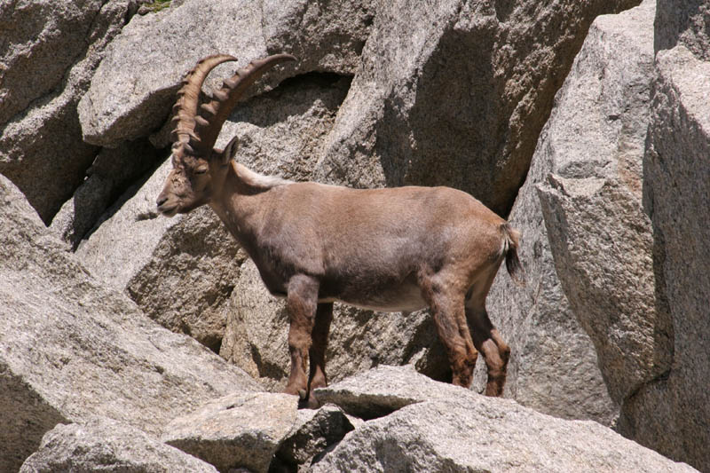 Furkahorn06 _065