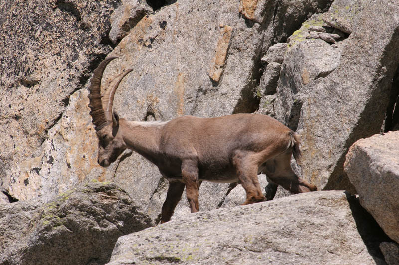 Furkahorn06 _067