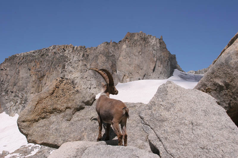 Furkahorn06 _071