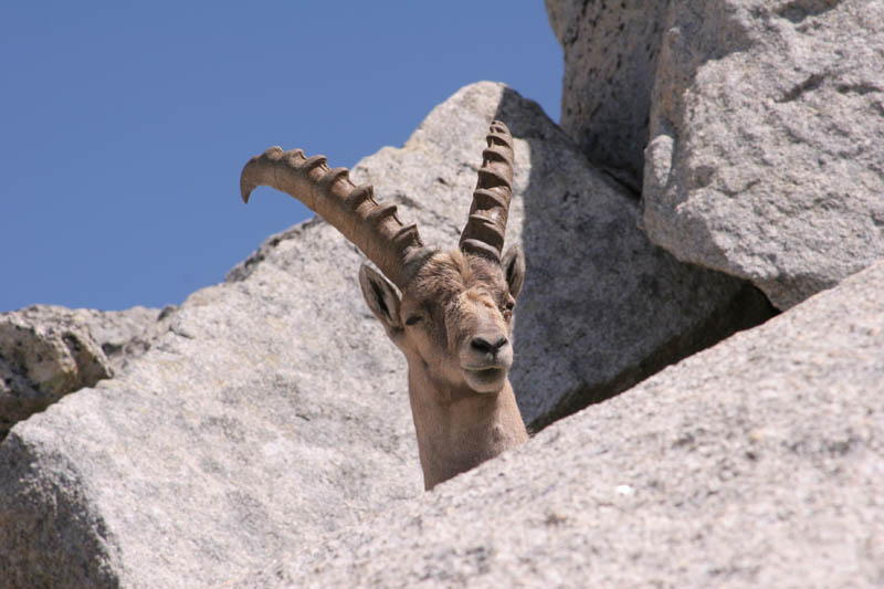 Furkahorn06 _076