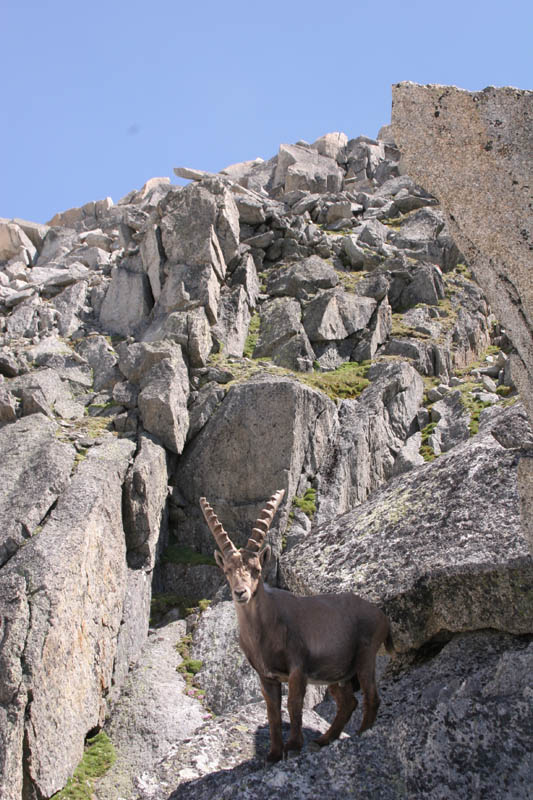 Furkahorn06 _082