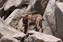 Furkahorn06 _066