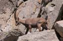 Furkahorn06 _067
