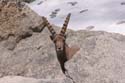 Furkahorn06 _068