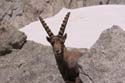 Furkahorn06 _069