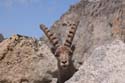 Furkahorn06 _070