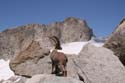 Furkahorn06 _071