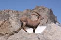 Furkahorn06 _072