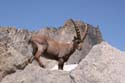 Furkahorn06 _073
