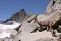 Furkahorn06 _074