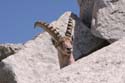 Furkahorn06 _076