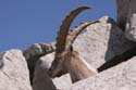Furkahorn06 _077
