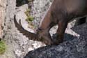 Furkahorn06 _083