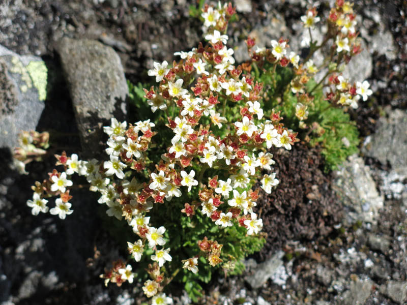 Muttenhoerner 2013 (52)