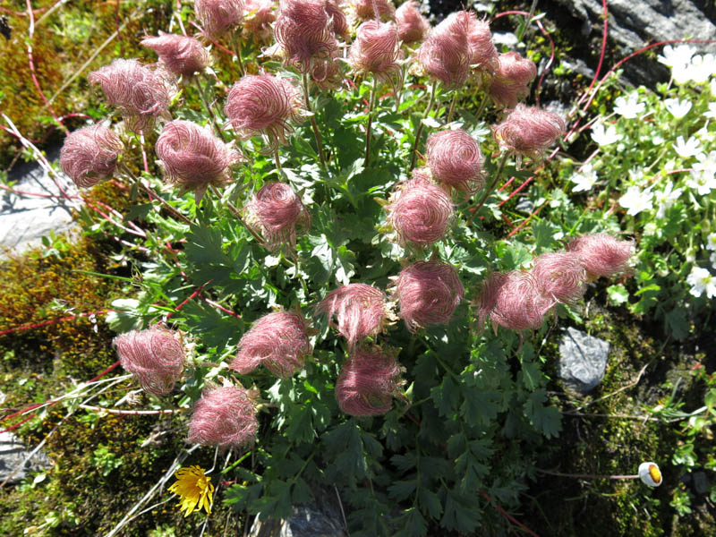 Muttenhoerner 2013 (82)