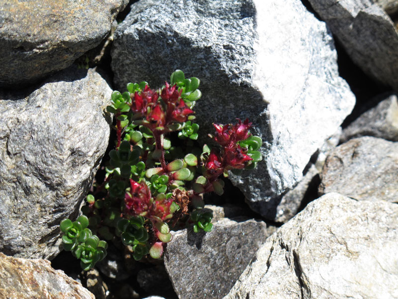 Muttenhorn12_135