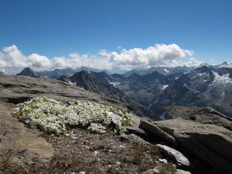 Muttenhorn12_162