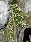 Muttenhorn12_035