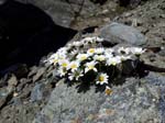 Muttenhorn12_051