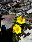 Muttenhorn12_059