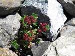 Muttenhorn12_135