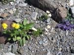 Muttenhorn12_139