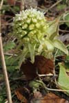 Oberes Sihltal 12_052