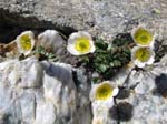 Schwarzhorn_54