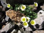 Schwarzhorn_70