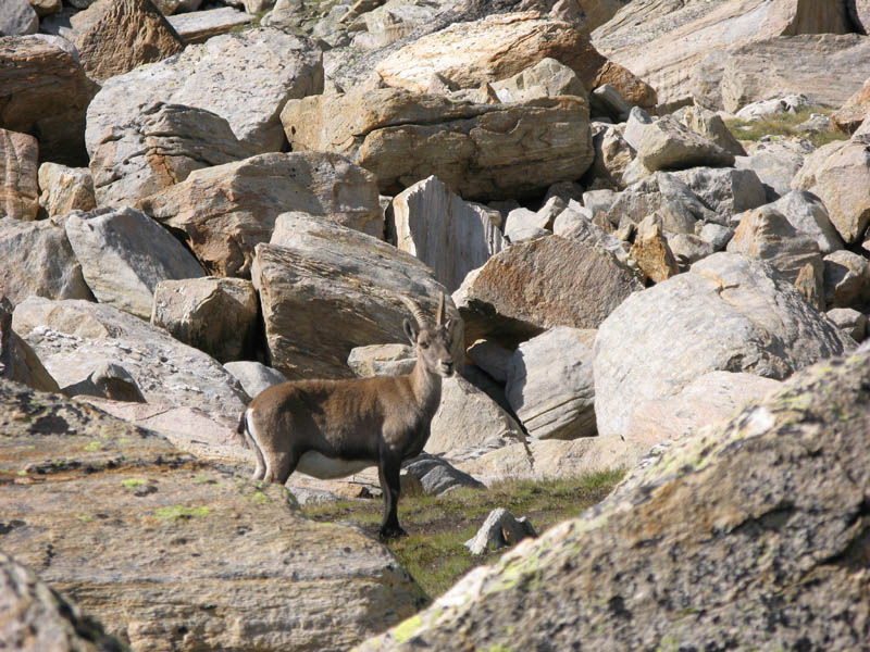 Weissmies08_021