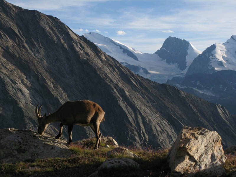 Weissmies08_027
