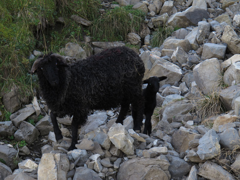 WissRoessli2011_32