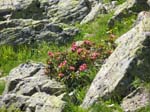 Wisshorn_85