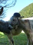 Furgglenhoehle2011_02
