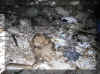 stiereloch13.jpg (75102 Byte)